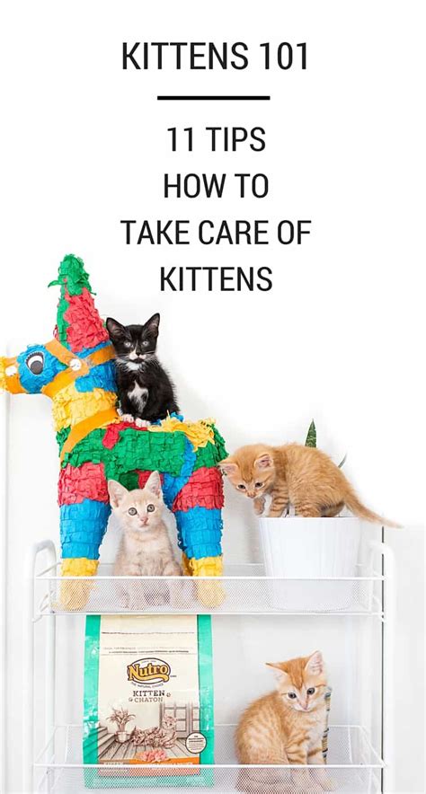 Kittens 101 11 Tips How To Take Care Of Kittens