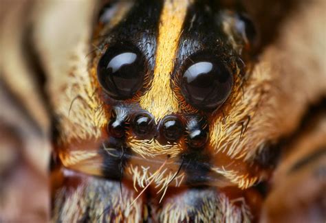 How Many Eyes Does A Spider Have The Infinite Spider