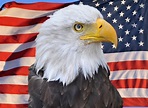 Amerikanische Adler-Markierungsfahne Stockbild - Bild von symbol ...