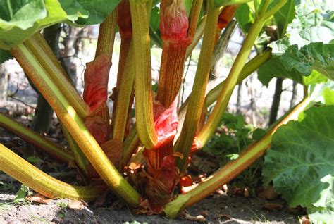 How To Grow Rhubarb Thompson And Morgan