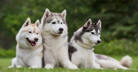 20 Different Types Of Huskies You May Not Know Puplore