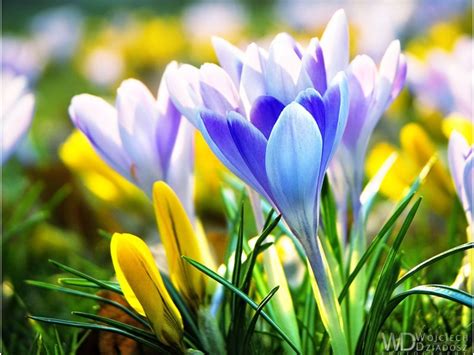 Early Spring Flowers Wallpapers Top Free Early Spring Flowers
