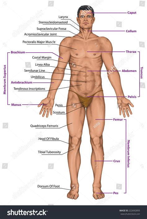 Male Masculine Mans Anatomical Body Surface Stock Illustration