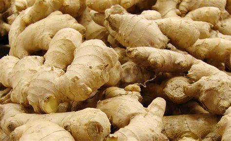 fresh ginger buy fresh ginger in suratthani thailand from global resouces links