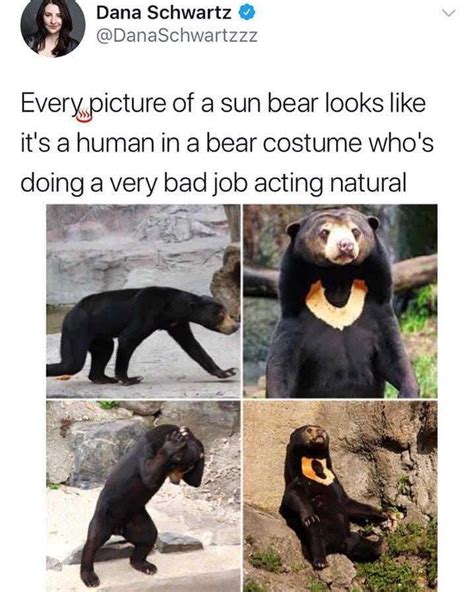 sun bears are odd r memes