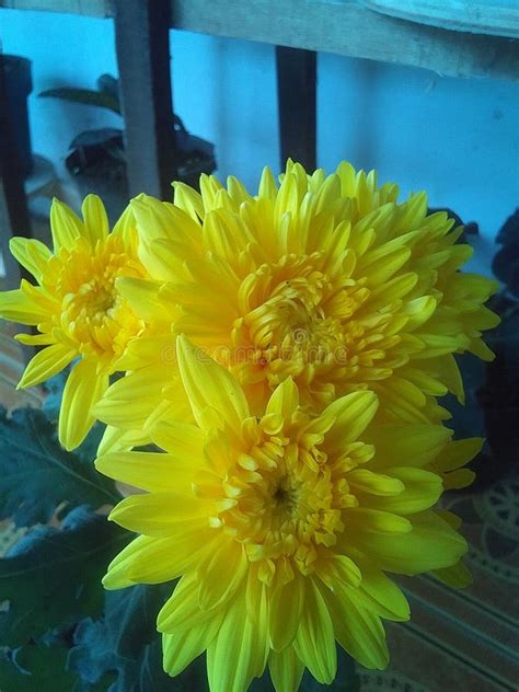 1495 Bunga Yellow Flower Stock Photos Free And Royalty Free Stock