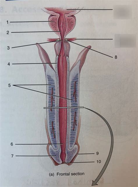 Frontal Section Male Reproductive System Diagram Quizlet