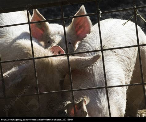 Pig Breeding In Livestock Farming Lizenzfreies Foto