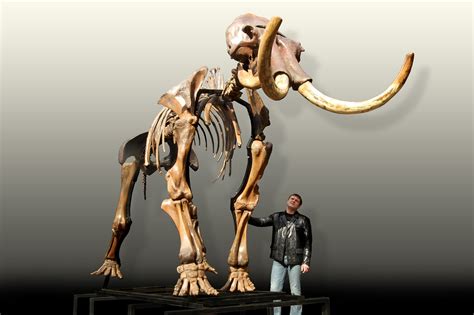 Russian Woolly Mammoth Skeleton Mammuthus Primigenius Photos —