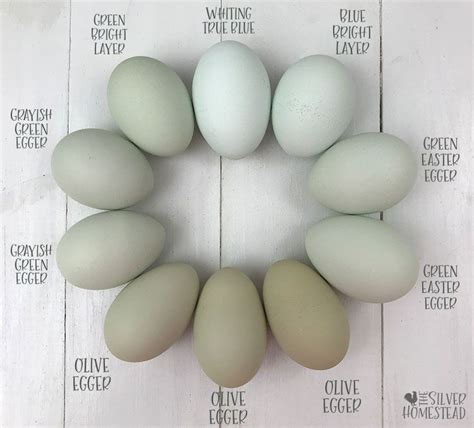 Chicken Egg Colors By Breed Silver Homestead Chicken Egg Colors