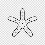 Starfish Clipart Drawing Coloring Painting Transparent Background Pngguru sketch template