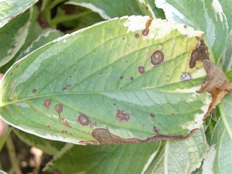 To protect plants against powdery mildew, reduce conditions that are favorable to disease development. What's wrong with my plant? : Garden : University of ...