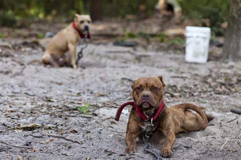 Bunnys Blog Aspca Assists With Removal Of Dogs From Florida Dog