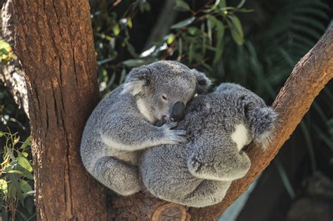 One In Three Koalas On Australias East Coast Wiped Out Due To