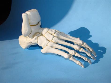 Clearwater Models Human Skeleton Foot Lindberg