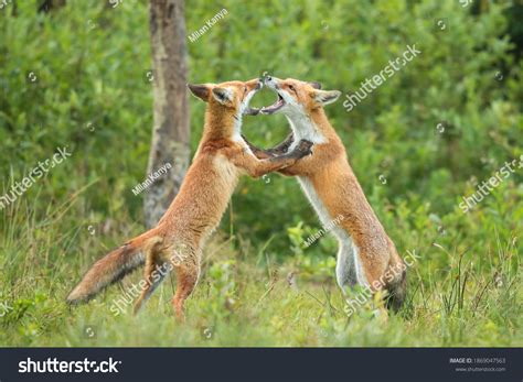 Fox Fighting Over 1770 Royalty Free Licensable Stock Photos