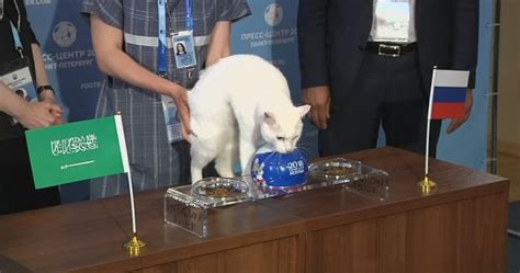 achilles the psychic cat picks russia to win first match of 2018 world cup national