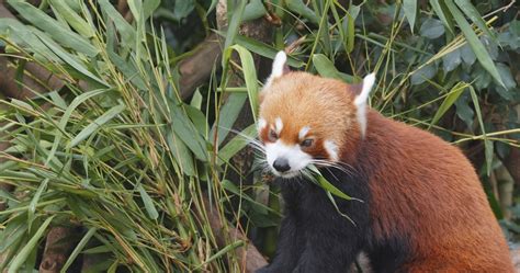 Red Panda Eating Bamboo Tree At Zoo Pandata