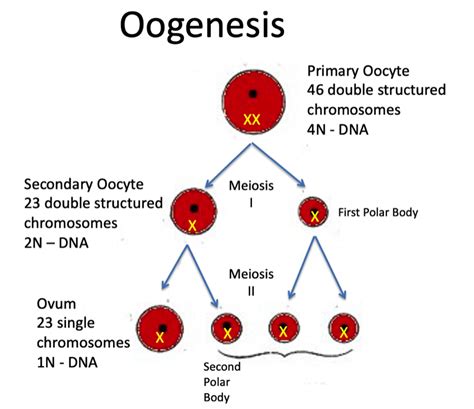 Oogenesis Embryology A Web Site