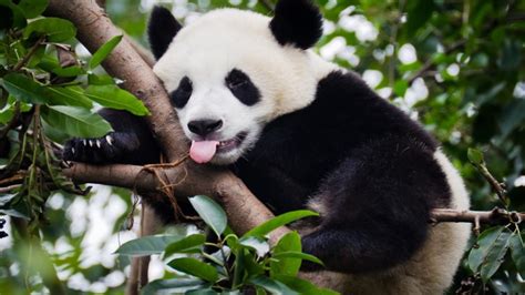 Животът на една панда - Зелен Свят