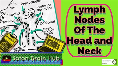 Lymph Nodes Of The Head And Neck Youtube