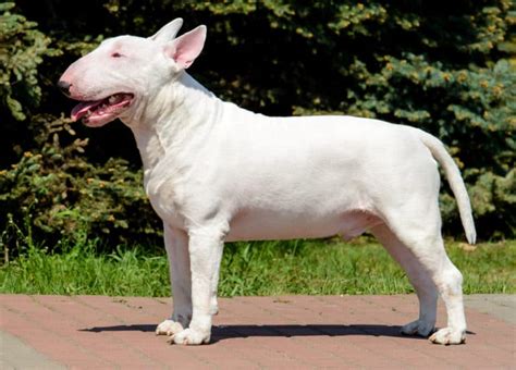 Whats The Ugliest Dog Breed Here Are Five Contenders Terribly Terrier