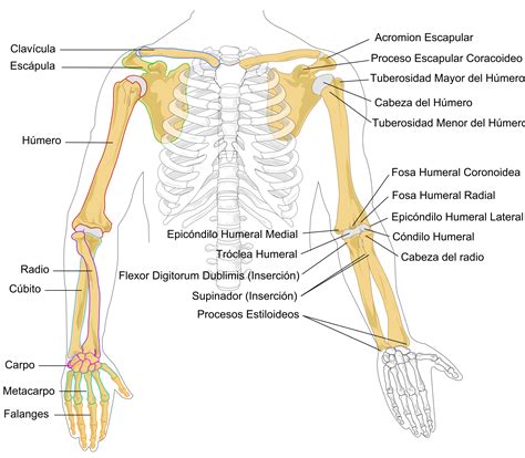 ¿cuáles Son Los Huesos Del Brazo Y Antebrazo Curiosoando