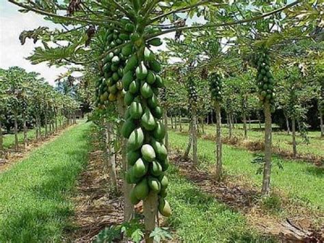 Shipped From Ussolo Semi Dwarf Papaya Tropical Fruit Tree Heirloom 50