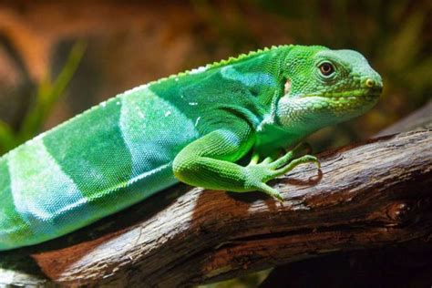 Fijian Crested Iguana Endangered Wildlife