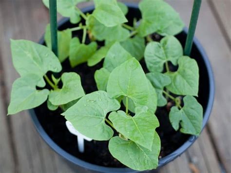 How To Grow Beans In Containers Tips For Delicious Bush And Pole Beans