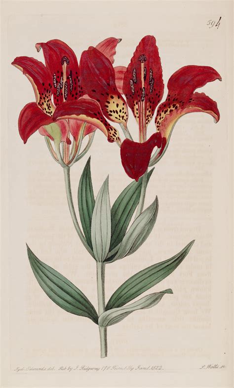 Western Red Lily Lilium Philadelphicum Var Andinum Circa 1822