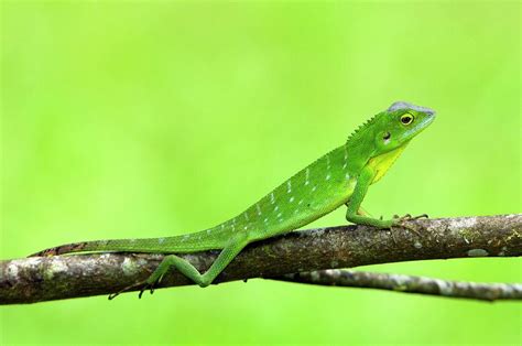 Green Crested Lizard Photograph By Tony Camachoscience Photo Library