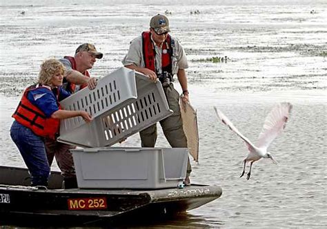 62 Clean Healthy Gulf Oil Spill Birds Released International Bird Rescue