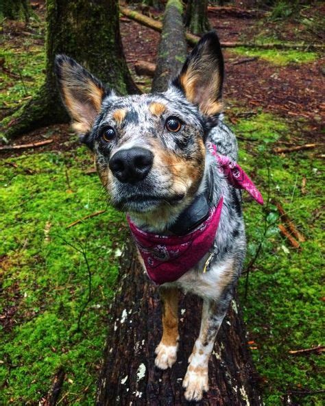 Texas Heeler Shepherd Mix Dog Heeler Puppies Hybrid Dogs