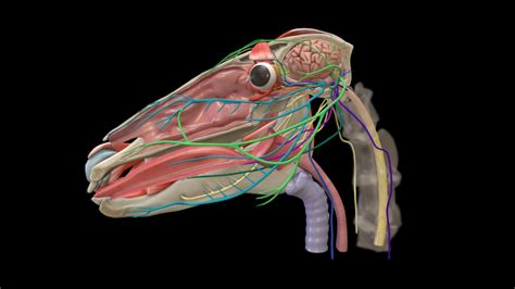 Equine Cranial Nerves Model Part Ii D Model By Erc Db C Sketchfab