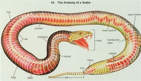 Do Snakes Have Tails Quora