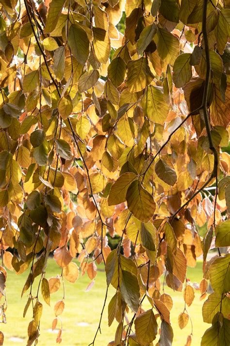 Purple Fountain Beech Fagus Sylvatica Purple Fountain Monrovia Plant