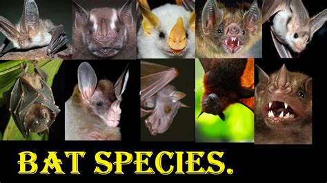 Bat Species All Bat Species In The World Youtube
