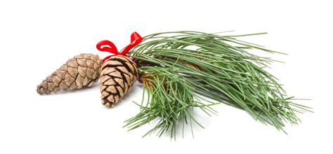 Christmas Pine Branches With Two Cones Stock Photo Image Of White