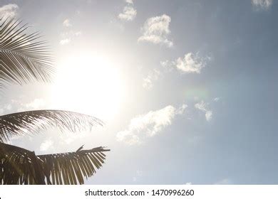 Palm Trees Lens Flare Moments Before Stock Photo Shutterstock