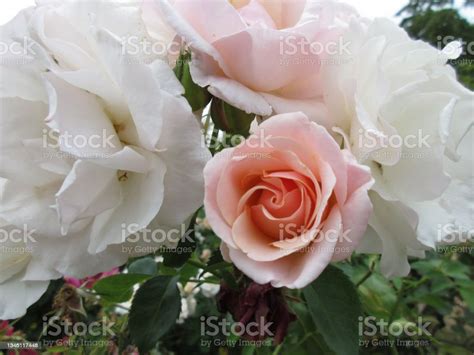 Bright White Peach Roses Pretty Lady Floribunda Cultivar Summer Flower