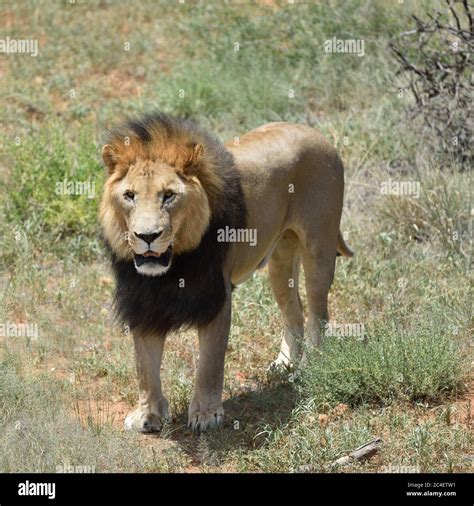 Male Lion Standing In The Waiting Position Near Bush In The African