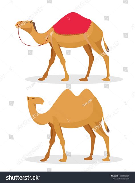 Cartoon Camels Illustration One Humped Dromedary เวกเตอร์สต็อก ปลอด