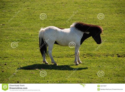 Island Horse Stock Image Image Of Color White Broun 68279697