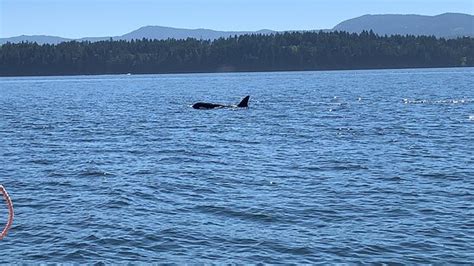 Vancouver Island Whale Watch Nanaimo Tripadvisor