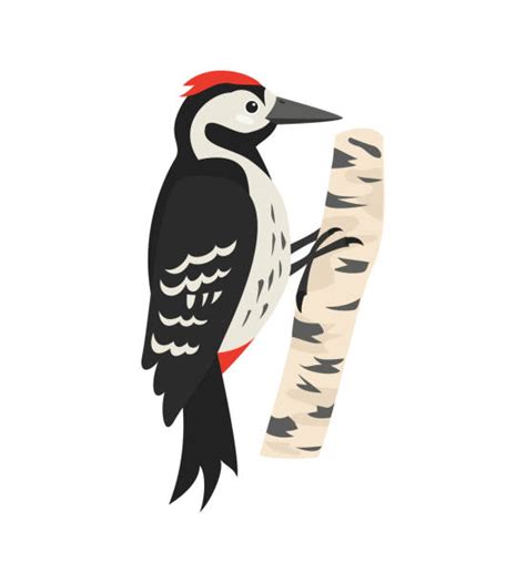 Woodpecker Illustrations Royalty Free Vector Graphics And Clip Art Istock