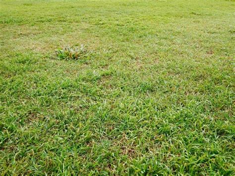 When To Plant Bermuda Grass Planting Guide 2023 Northern Nester