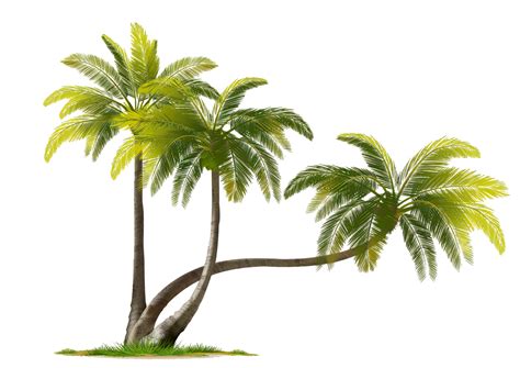 Coconut Tree Png Download Image Png All