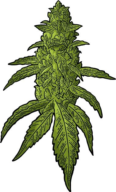 Transparent Weed Download Buds Cannabis Vector Clipart Full Size