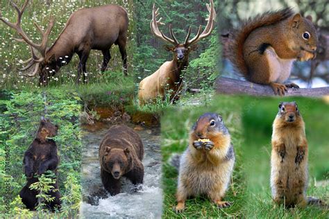 Fauna Del Canada Collage Foto De Stock Adobe Stock